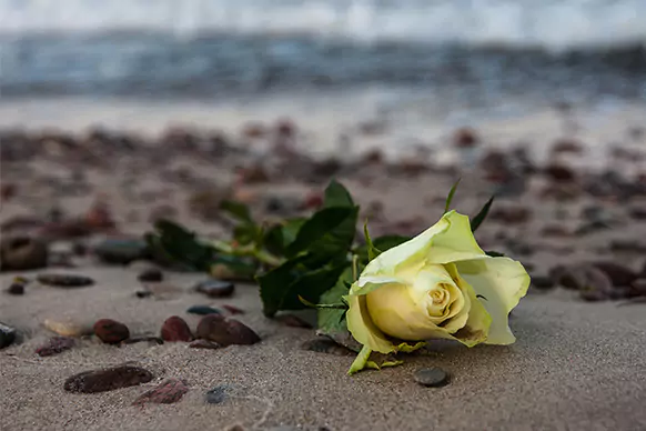Weiße Rose am Strand Weiße Rose am Strand als Symbolbild für die Seebestattung